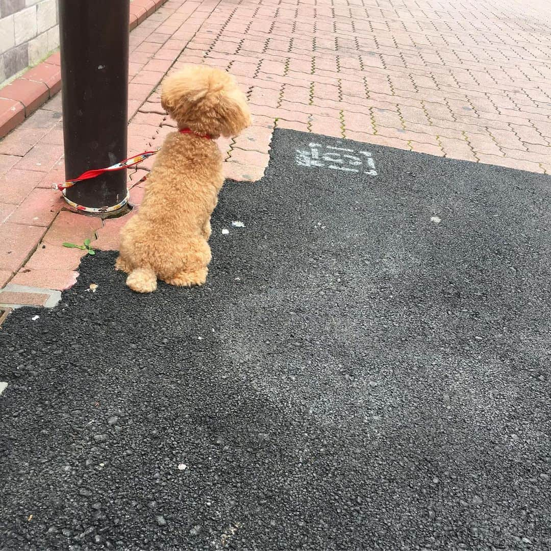 北澤 宏美さんのインスタグラム写真 - (北澤 宏美Instagram)「待ち方振り向き方💯🐶🐩❤️」7月20日 20時50分 - romihy58