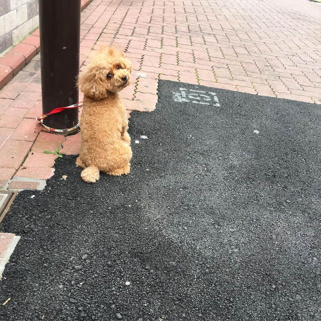 北澤 宏美さんのインスタグラム写真 - (北澤 宏美Instagram)「待ち方振り向き方💯🐶🐩❤️」7月20日 20時50分 - romihy58