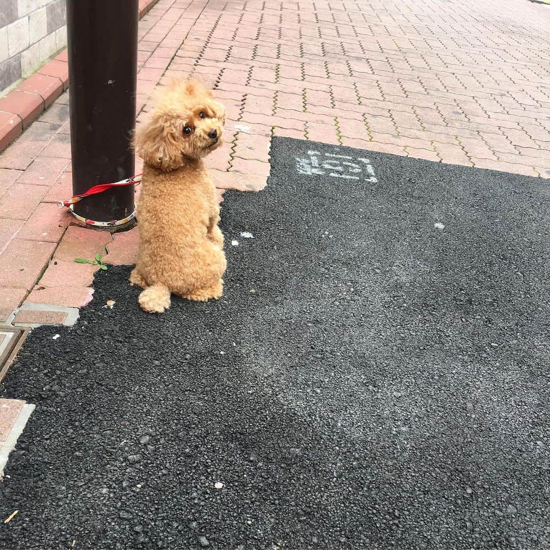 のインスタグラム：「待ち方振り向き方💯🐶🐩❤️」
