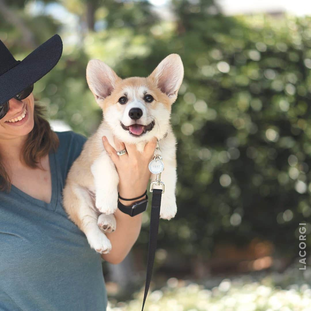 Geordi La Corgiさんのインスタグラム写真 - (Geordi La CorgiInstagram)「Everyone say hello to Remy!」7月21日 7時44分 - lacorgi