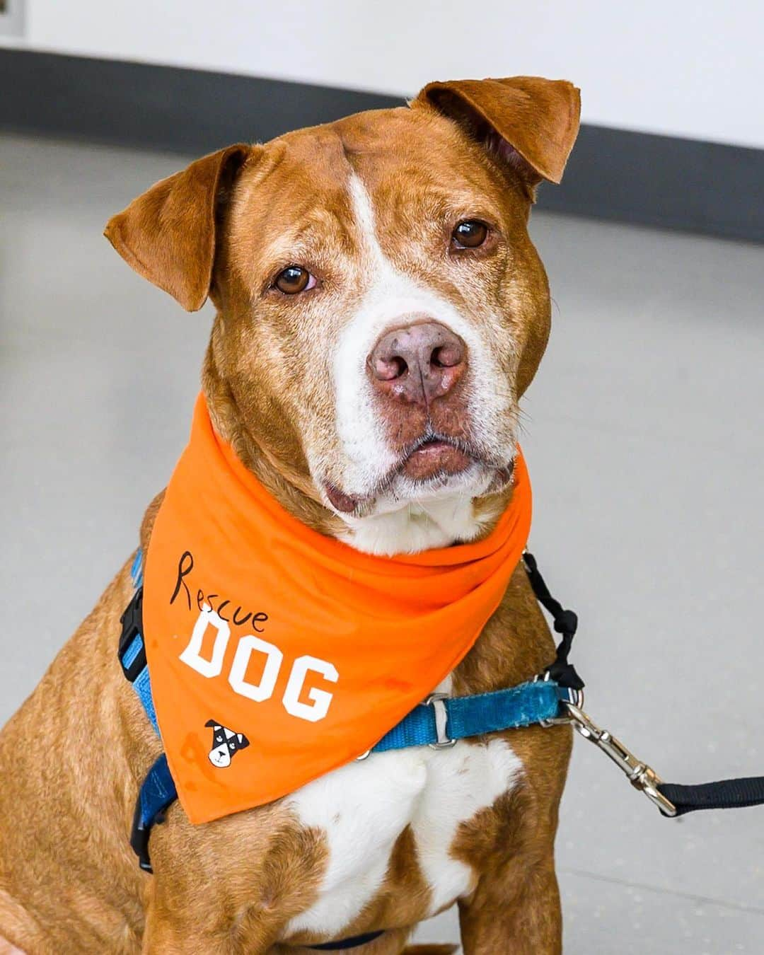 The Dogistさんのインスタグラム写真 - (The DogistInstagram)「ADOPTABLE: Bruno, Pit Bull mix, via @animalhaven, NYC • “He’s from Puerto Rico and is a very happy guy. He likes sightseeing and would do best as the only pet in the house.” • New Dogist Rescue bandana available at 🔗 in bio」7月21日 6時54分 - thedogist