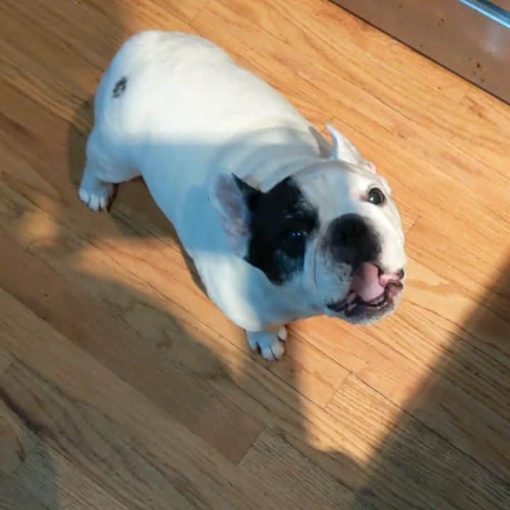 Manny The Frenchieのインスタグラム：「It's too hot to function!!!🔥🥵 #heatwave」