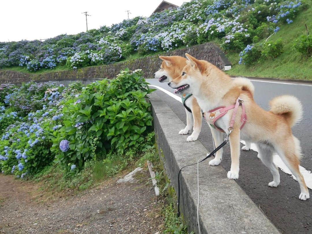 shibainu berryのインスタグラム