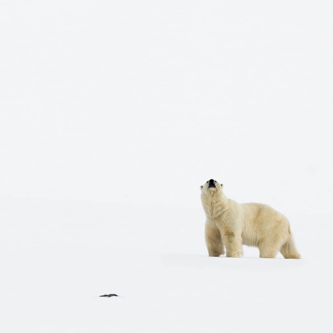 National Geographic Travelさんのインスタグラム写真 - (National Geographic TravelInstagram)「Photo by @cristinamittermeier | I'm sure this polar bear was well aware of our presence far sooner than when we spotted him. Sniffing us from 200 feet away, we followed his slow trek across the Arctic tundra from our zodiac. A polar bear's sense of smell is their most important tool for detecting prey on land. They can sniff out a seal 20 miles (32 kilometers) away. Follow me at @cristinamittermeier and explore my feed for more photos from the #Arctic. #polarbear #ice #discoverwildlife」7月21日 7時04分 - natgeotravel