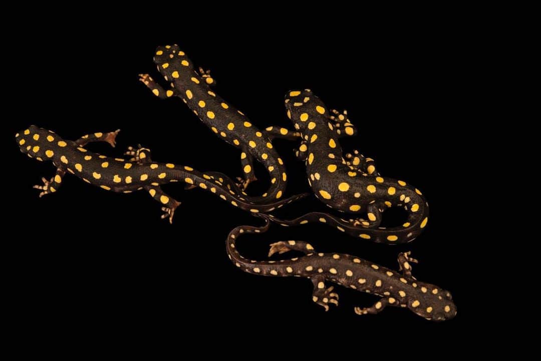 Joel Sartoreさんのインスタグラム写真 - (Joel SartoreInstagram)「With their bright yellow spots, these Kurdistan spotted newts are almost impossible to overlook, though spotting them in the wild has become increasingly difficult. Found only in the Avroman Mountains on the Iraq-Iran-Turkey border, this species is threatened by the pet trade and limited access to fresh water. Drought, and extraction of stream water for agricultural purposes has depleted many natural water sources, and chemical contamination threatens what remains. You, the follower, might not be able to alleviate this threat, but you can help to protect this species by saying no to the pet trade. Remember, when looking for your next pet that wild animals are best suited for life in the wild - consider adopting from your local shelter instead, and if you do pet shop, make sure to do your research first. Photo taken @zoowroclaw. #spottednewt #newt #endangeredspecies #Kurdistan #blackandyellow #adoptdontshop #PhotoArk #savingwildlife」7月20日 22時54分 - joelsartore