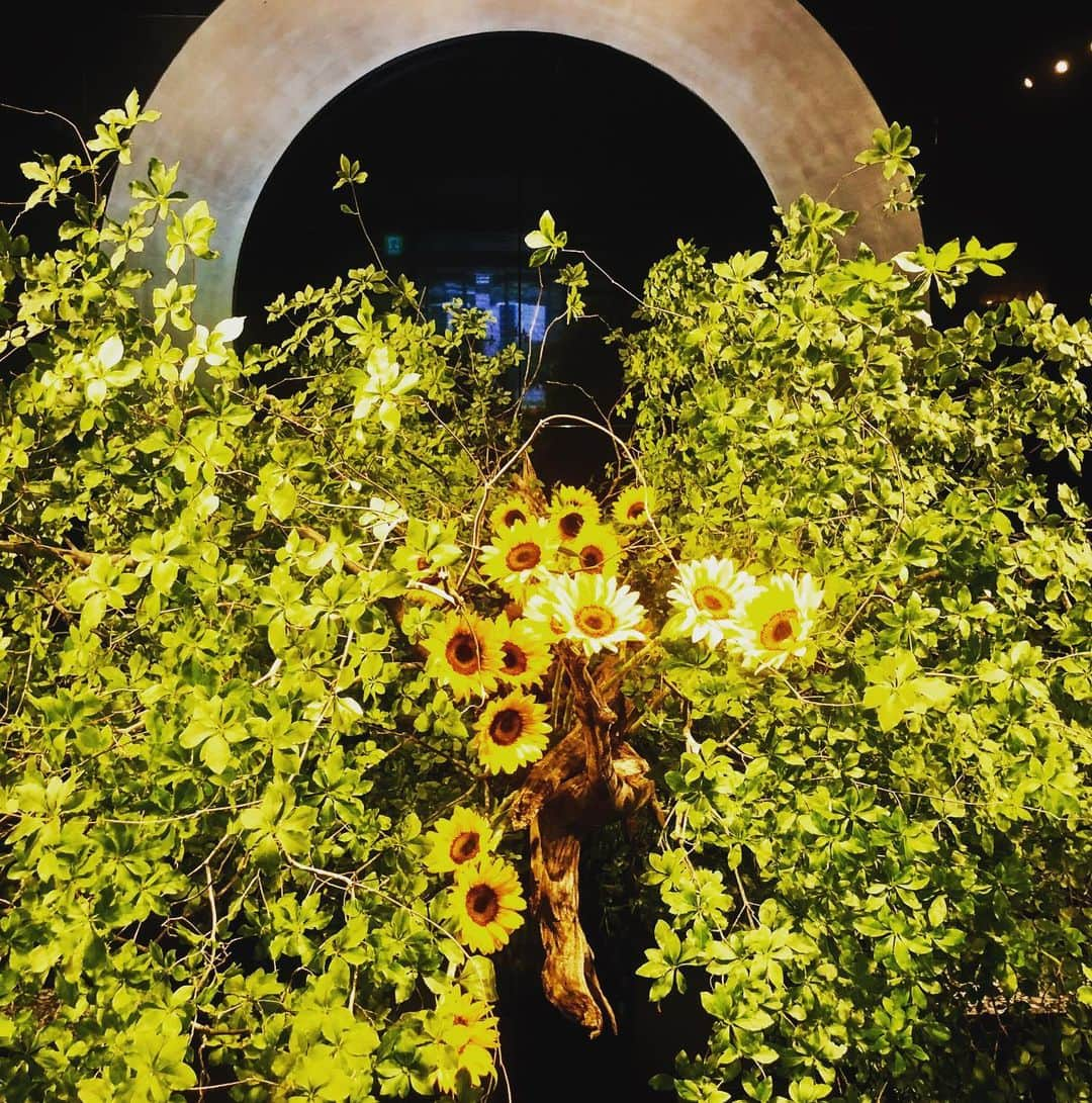 ホテル ニューオータニさんのインスタグラム写真 - (ホテル ニューオータニInstagram)「We hope your weekend is as cheerful as these bright sunflowers displayed in our lobby.  黒を基調としたロビーに、色鮮やかなひまわりが映えます。  #ロビー #ホテルロビー #装花 #ロビー装花 #ひまわり #向日葵 #夏の花 #赤坂 #ホテルニューオータニ #sunflower #sunflowers #lobby #hotellobby #lobbydesign #lobbyflowers #summerflower #tokyo #akasaka #forbestravelguide #SummerStars @hotelnewotanitokyo」7月20日 23時07分 - hotelnewotanitokyo