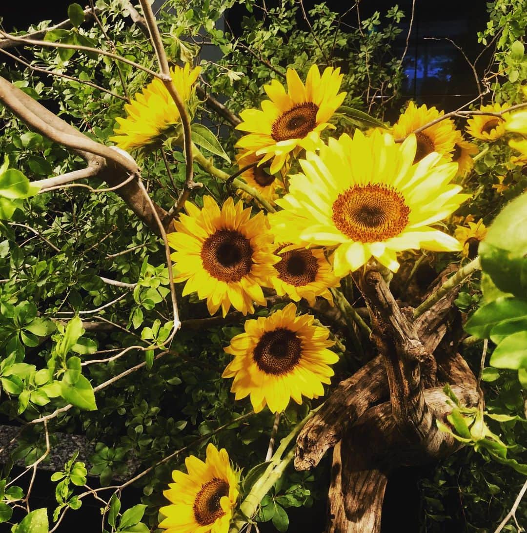 ホテル ニューオータニさんのインスタグラム写真 - (ホテル ニューオータニInstagram)「We hope your weekend is as cheerful as these bright sunflowers displayed in our lobby.  黒を基調としたロビーに、色鮮やかなひまわりが映えます。  #ロビー #ホテルロビー #装花 #ロビー装花 #ひまわり #向日葵 #夏の花 #赤坂 #ホテルニューオータニ #sunflower #sunflowers #lobby #hotellobby #lobbydesign #lobbyflowers #summerflower #tokyo #akasaka #forbestravelguide #SummerStars @hotelnewotanitokyo」7月20日 23時07分 - hotelnewotanitokyo