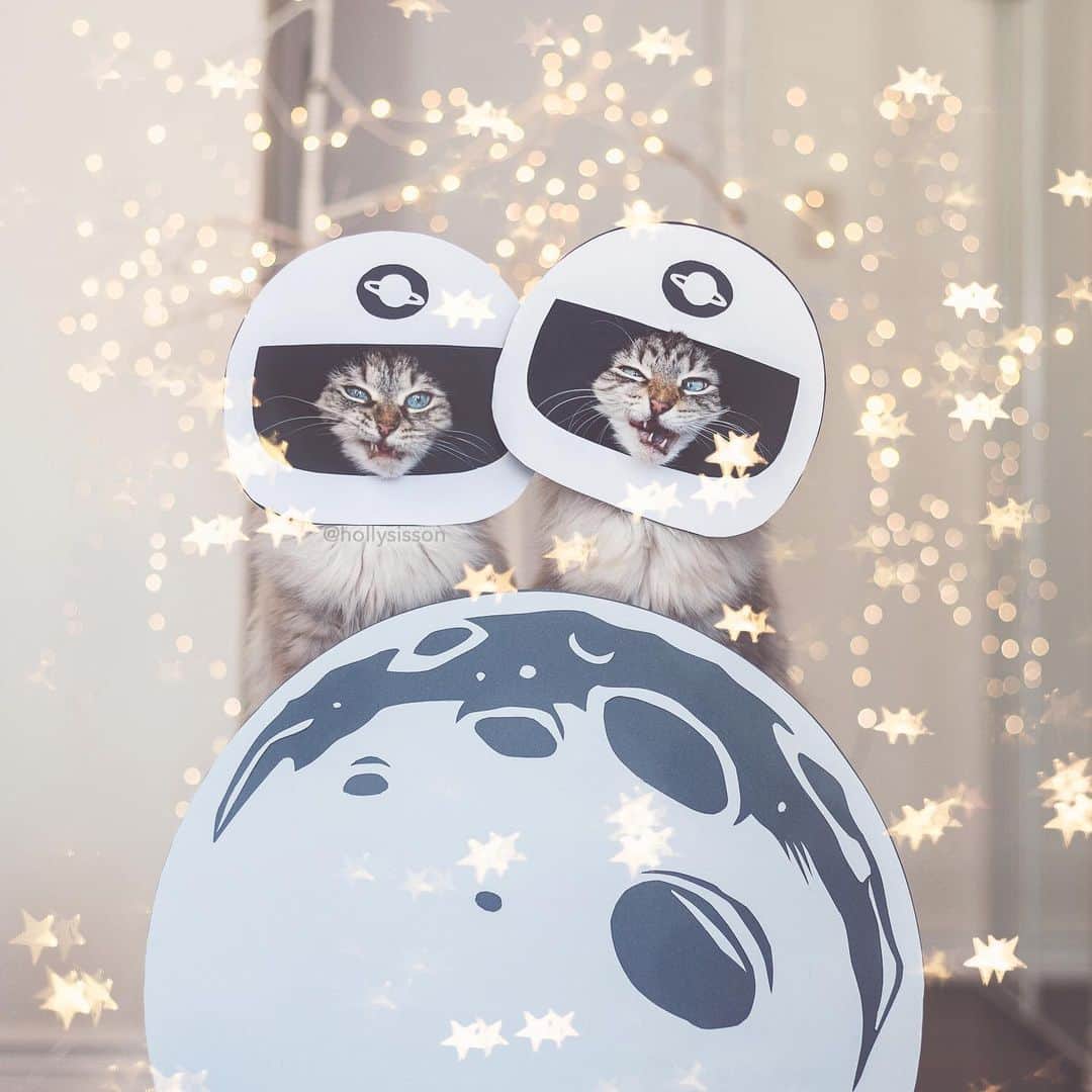Holly Sissonのインスタグラム：「The 50th Anniversary of the Apollo 11 Moon Landing is something to celebrate! It’s hard to believe they could do something like that 50 years ago! 🙀🌙 👍 #framedfurryfaces #apollo50th #cat #bokeh #SiberianCat (See more of Alice, Finnegan, and Oliver, on @pitterpatterfurryfeet) ~ Canon 1D X MkII + 50 f1.4 @ f2 See my bio for full camera equipment information plus info on how I process my images. 😊 ~ @bestmeow #bestmeow」