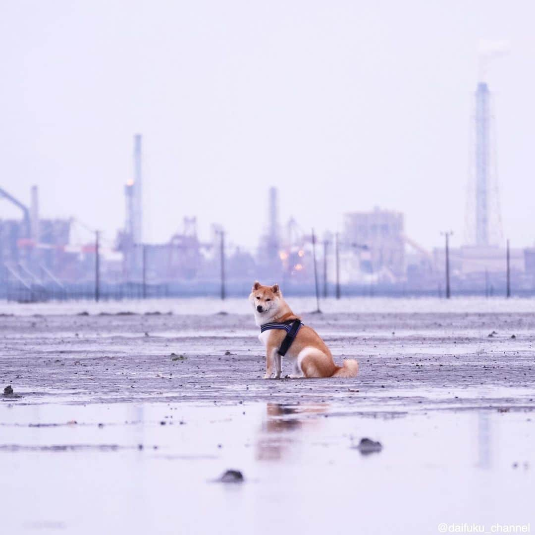 だいふくさんのインスタグラム写真 - (だいふくInstagram)「どんより雨雲あきた〜〜〜 カラッとした空の下走りたいよね Have a nice weekend🐶 ちなみに写真は数年前のだけどね #梅雨 #rain #夏休み #雨」7月20日 23時23分 - daifuku_channel