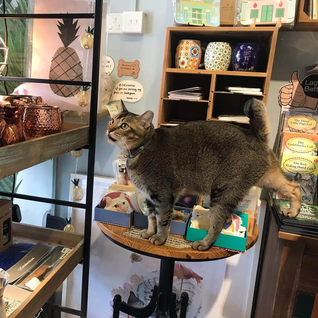 大西蘭さんのインスタグラム写真 - (大西蘭Instagram)「・ 看板猫のいる雑貨屋さん🐈 ・ 自由に店内を歩き回っていました🐈 ・ 猫好きにはたまらない😍 ・ 商品もシンガポールらしいデザインでオシャレでした🇸🇬 ・ ・ #catsocrates #カトン散策 #キャットソクラテス #猫好きさんと繋がりたい #シンガポール猫 #猫すき @cat_socrates」7月20日 23時27分 - onishiran