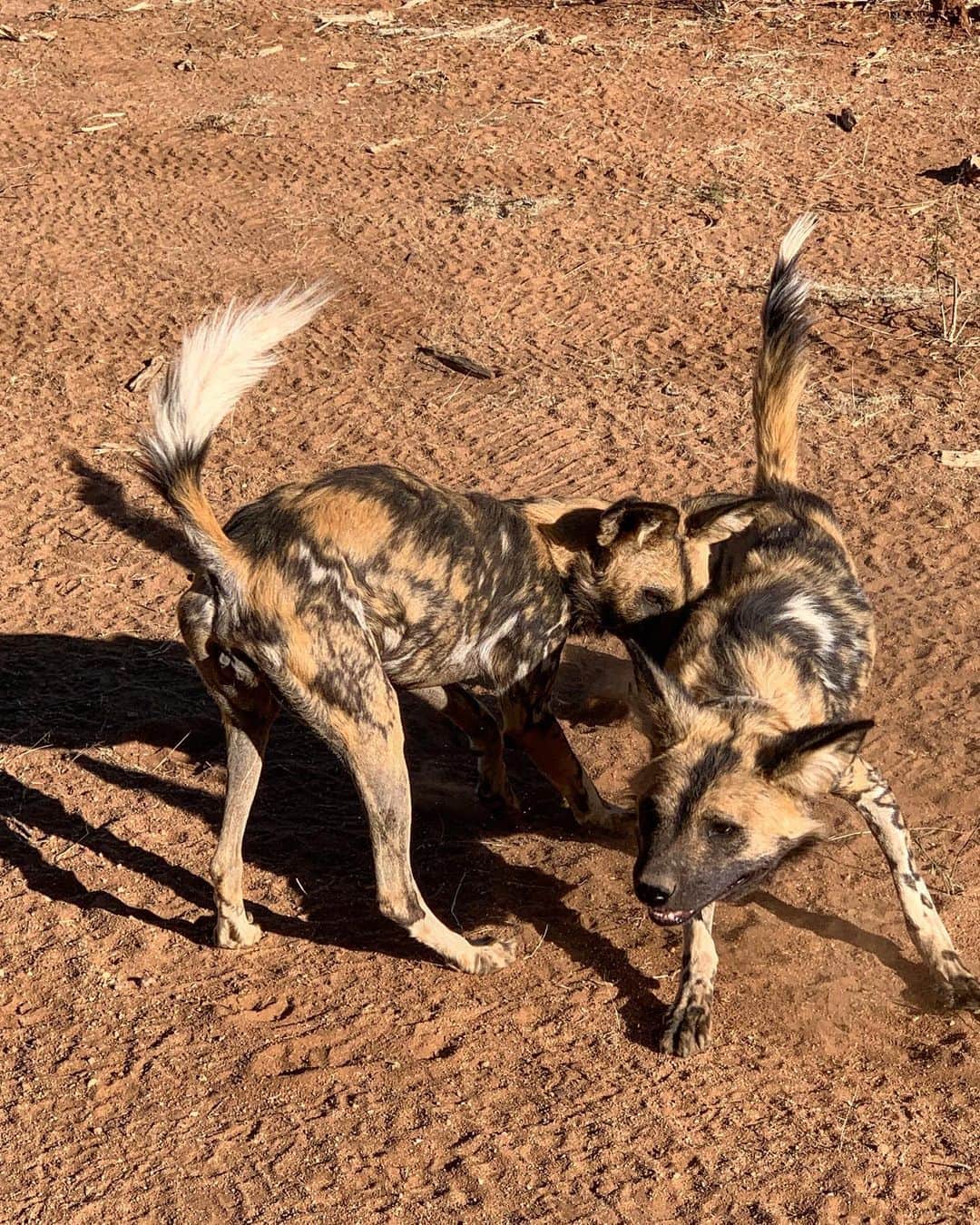 キム・ジョーンズさんのインスタグラム写真 - (キム・ジョーンズInstagram)「African wild dogs or painted wolves」7月20日 23時30分 - mrkimjones