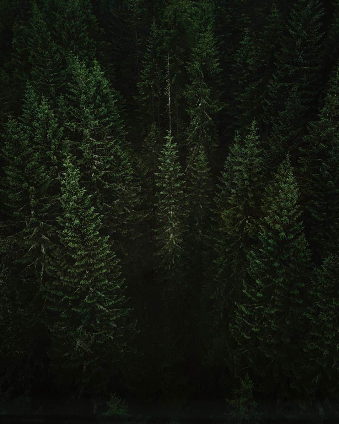 Alex Strohlさんのインスタグラム写真 - (Alex StrohlInstagram)「Poland — The Forest⁣ On the second part of our trip we descended to lower elevation to find the woods. I’ve never seen such dark & lush forests and you get a sense that the country is blanketed with them as you go along. I liked my time under these trees, specially after a rainstorm.. ⁣ ⁣ #VisitPoland @polska.travel」7月20日 23時32分 - alexstrohl
