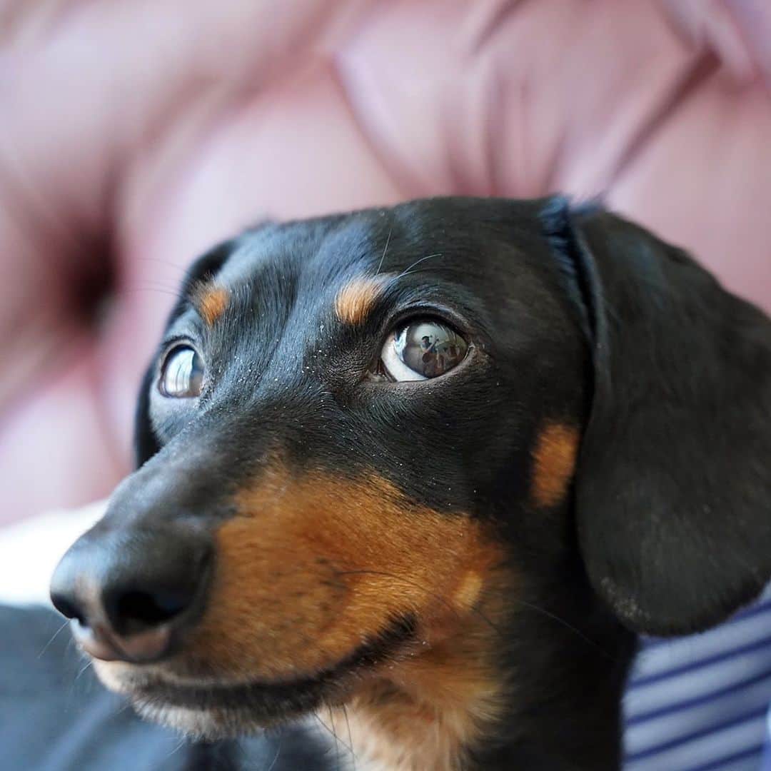 Crusoe the Celebrity Dachshundさんのインスタグラム写真 - (Crusoe the Celebrity DachshundInstagram)「"Tune in tomorrow (Sunday) around 10:30am ET for a LIVE video of my biggest surprise in a longggggg time; something that is going to change my life!" ~ Crusoe」7月20日 23時45分 - crusoe_dachshund