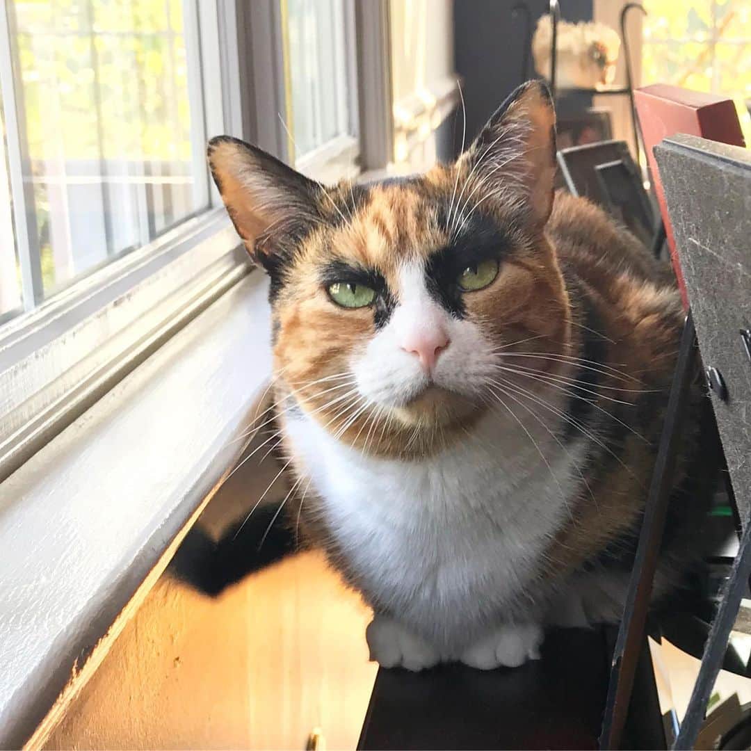 リリーのインスタグラム：「Really wishing every day was caturday」