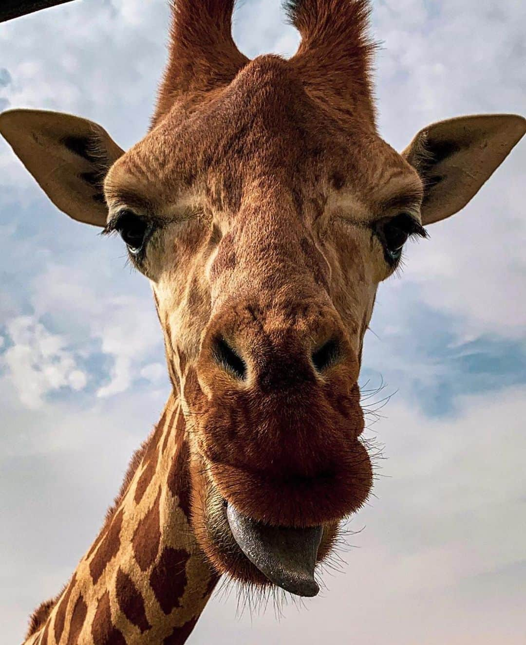 Wonderful Placesさんのインスタグラム写真 - (Wonderful PlacesInstagram)「Hello everyone, happy weekend ✨🦒🦒🦒✨ How adorable is this giraffe? Tag your friends!!! . Pictures by ✨✨@beingsalem✨✨ #wonderful_places for a feature ❤️」7月21日 0時36分 - wonderful_places