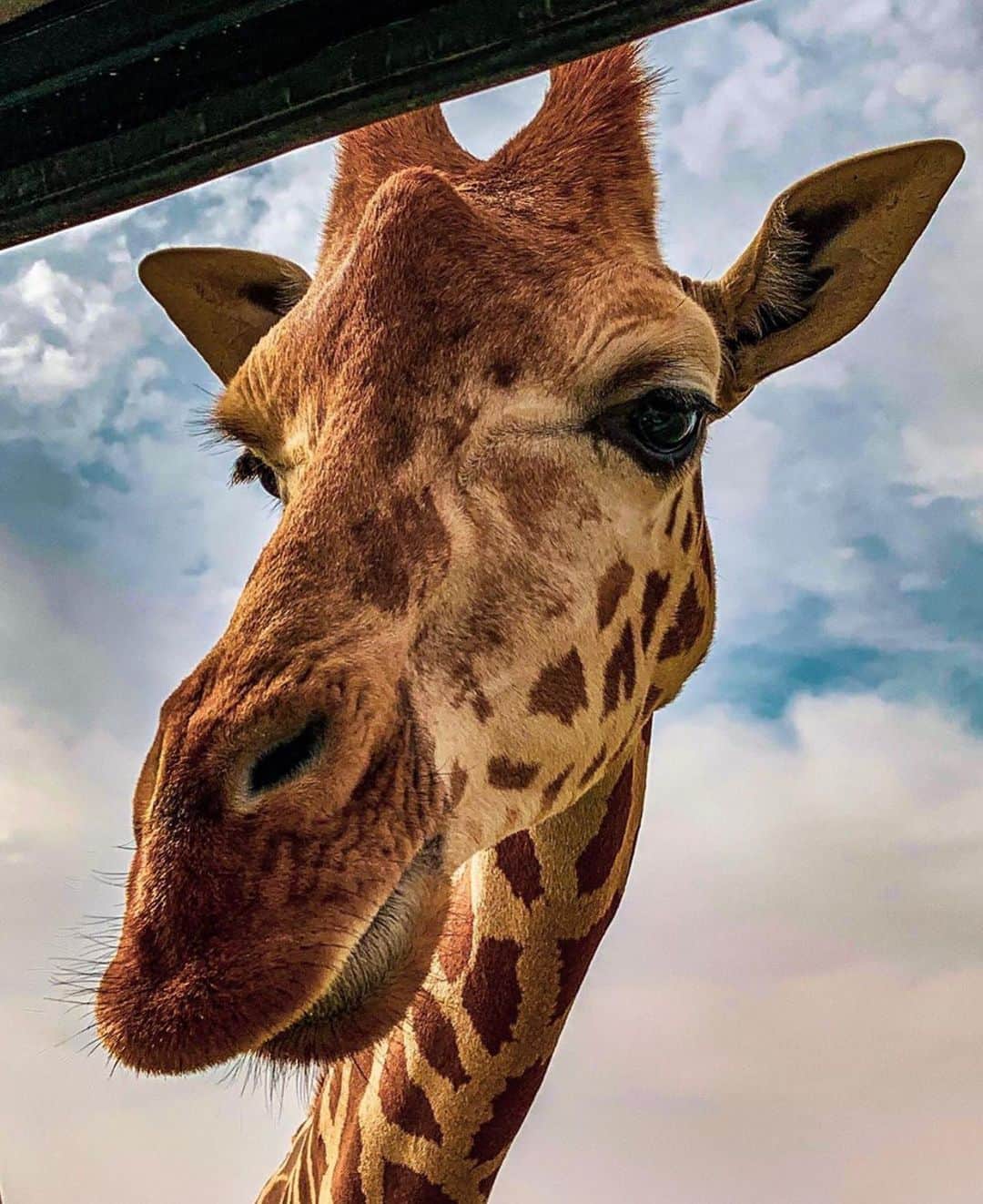 Wonderful Placesさんのインスタグラム写真 - (Wonderful PlacesInstagram)「Hello everyone, happy weekend ✨🦒🦒🦒✨ How adorable is this giraffe? Tag your friends!!! . Pictures by ✨✨@beingsalem✨✨ #wonderful_places for a feature ❤️」7月21日 0時36分 - wonderful_places