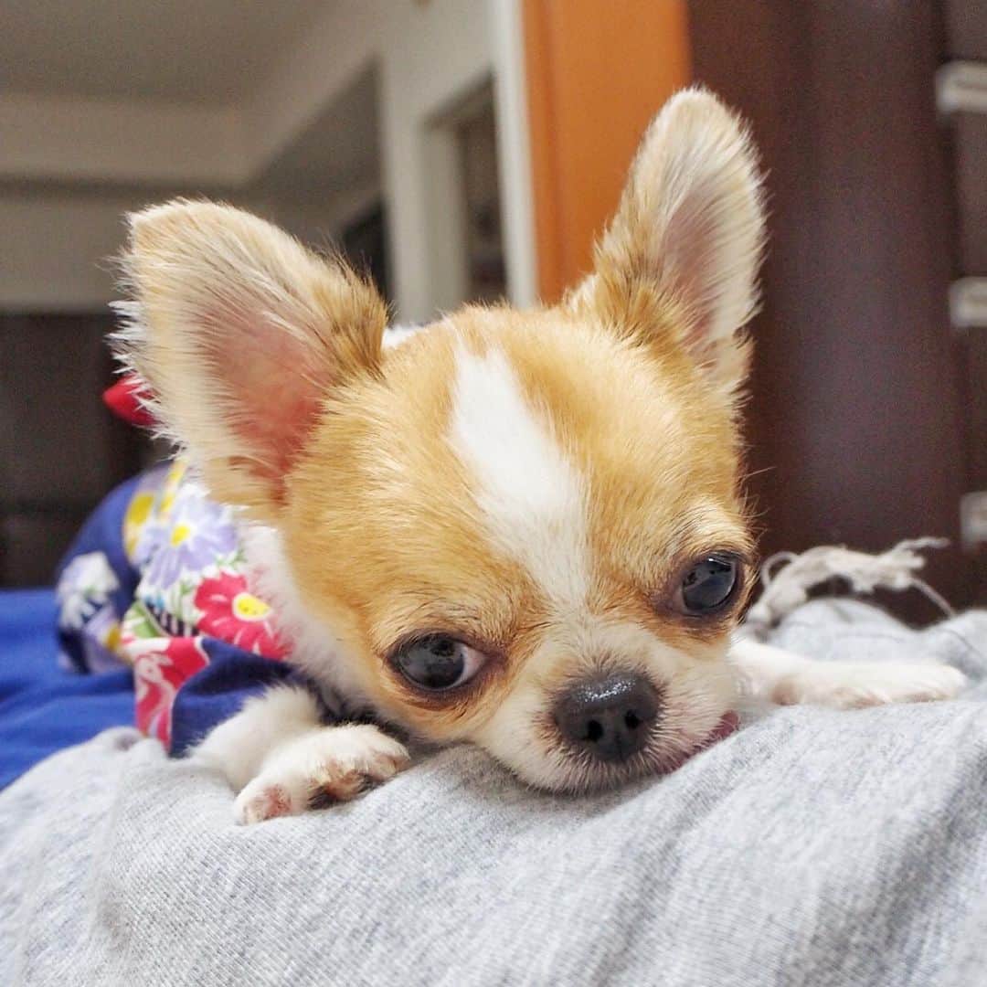 ちまのインスタグラム