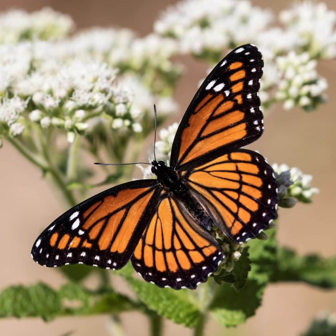 アニマルプラネットさんのインスタグラム写真 - (アニマルプラネットInstagram)「BOW DOWN to the monarch butterfly! Every winter, these beauties make a mass migration from California to Mexico. They travel over 3,000 miles! . . . . . . . #animalplanetupclose #animalsofinstagram #animalplanet #animaloftheday #wild #wildlife #outdoors #animals #wildanimals #conservation #nature #animallovers #instanature #wildgeography #butterfly #monarchbutterfly」7月21日 1時00分 - animalplanet