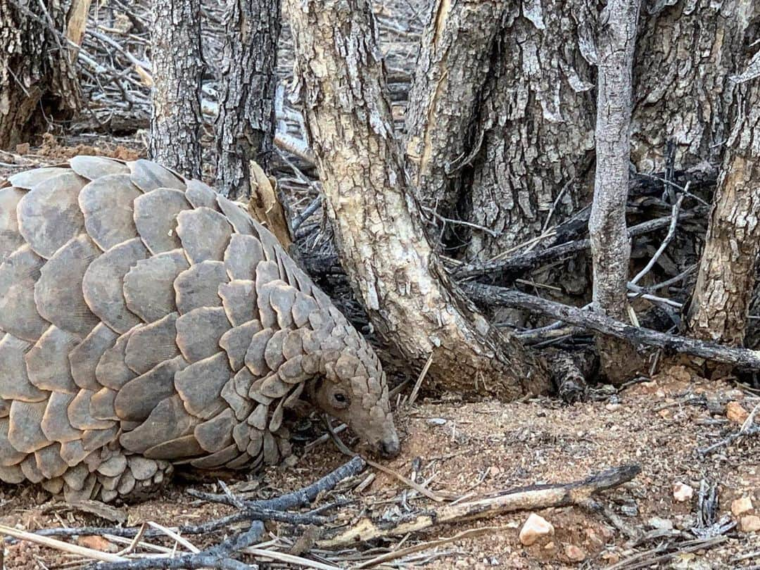 キム・ジョーンズさんのインスタグラム写真 - (キム・ジョーンズInstagram)「My favourite The Pangolin」7月21日 1時43分 - mrkimjones