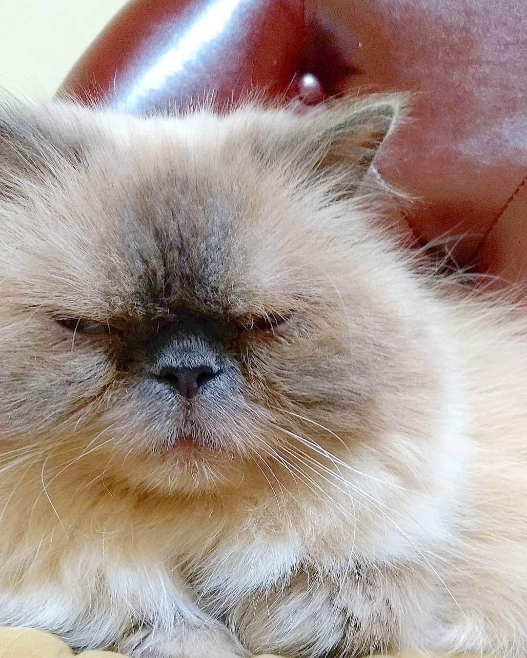 高口里純さんのインスタグラム写真 - (高口里純Instagram)「悩み多きジルさん🤔  #猫#ねこすたぐらむ #にゃんすたぐらむ #ヒマラヤン  #cat#himalayancat #cat」7月21日 1時47分 - takaguchijay