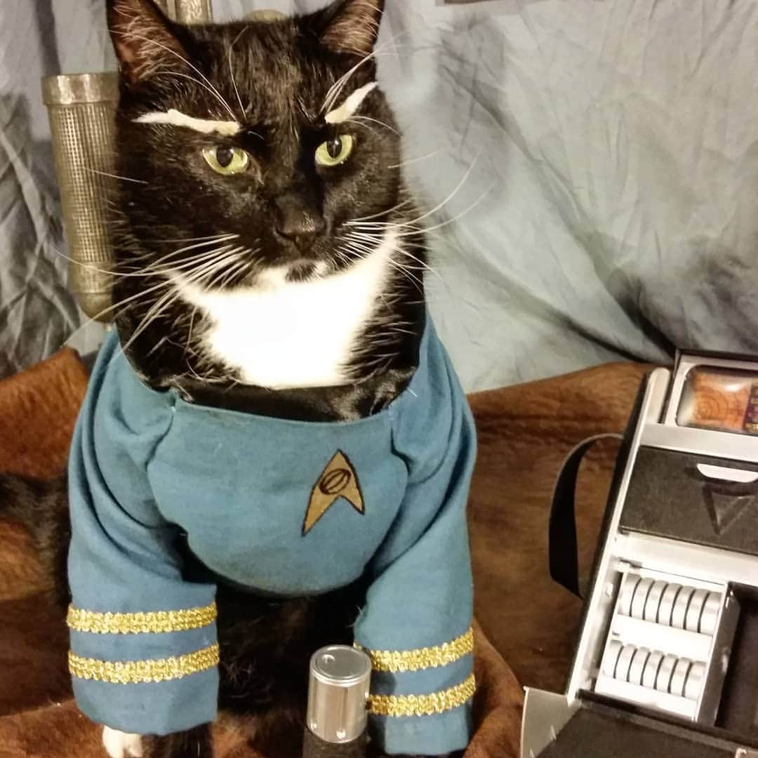 猫コスプレさんのインスタグラム写真 - (猫コスプレInstagram)「"Captain, based on these readings I find the likelihood of the food bowl being filled again in the near future... unlikely." #StarTrek . . . . . . . . . #spock #startrekcosplay #scienceofficer #caturday #catcosplay #catsinclothes #catcostume #funnycats #aww」7月21日 1時52分 - cat_cosplay