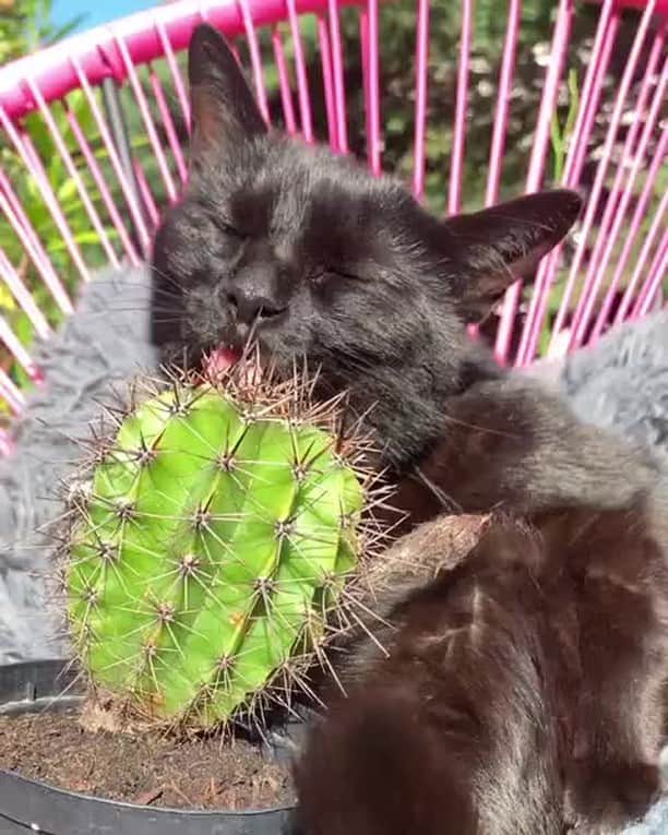 のインスタグラム：「I love to wash this hedgehog⠀ ⠀ 📹@horst_the_hero⠀ ⠀ #meowed #horstthehero #🌵 #🇩🇪」