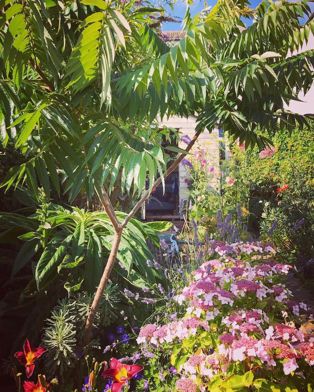 Tea and sittingのインスタグラム：「Saturday afternoon shed and garden love...🌿🌸💞」