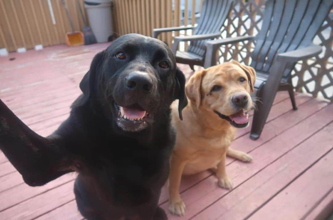 Jake And Gingerさんのインスタグラム写真 - (Jake And GingerInstagram)「Selfie! #talesofalab #worldoflabs #dogsofinstagram #fab_labs_ #labs_of_insta」7月21日 2時23分 - jake_n_ginger