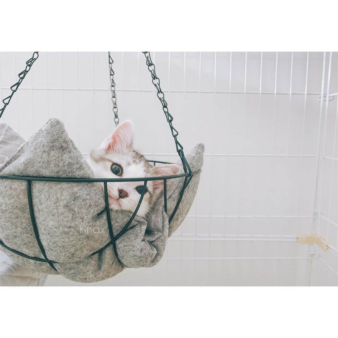 kinaxのインスタグラム：「. good morning(๑′ᴗ‵๑)☀in Japan, and good afternoon, good evening, good night for world friends! . 台風が来てるけど、大丈夫かな？ また九州で大雨のところもあるから どうか気をつけてくださいね。 . . 夏休みだし、家族も増えたから いつにも増してわちゃわちゃしているけど みんな元気いっぱいで何よりな我が家ʕ •́؈•̀ ₎ . . 子猫ゾーンの入り口に、子猫もわんこも、お互いが慣れるまで ゲートをつけているんだけど 最近ルナが飛び越えてリビングを駆け抜けていくよʕ •́؈•̀ ₎苦笑 . だいぶ慣れてきたので、わんこも いちいち吠えたりはしないんだけど 近付くとお互い緊張して臨戦態勢に入るから まだまだ心配なので 飛び越えてきたらわんこを抱きしめる係と 急いで捕獲する係に分かれるよʕ •́؈•̀ ₎ . たまに叫ぶ係が加わるけどもʕ •́؈•̀ ₎苦笑 . . そんなこんなで ウェット&ドライで混ぜていたのを ドライフードのみに徐々に切り替えたので 体重も給餌量も測り直し⚖ . ルナがちょうど1kg ソルが850gでした🐈 . 食欲もあって、来た時よりだいぶ大きくなったけど まだまだ痩せっぽちで小さめかな。 . でもふたりで元気いっぱい走り回ってるのは 見てるだけでも楽しいねぇʕ •́؈•̀ ₎♡ . . あとは本当、いつかわんこと同じ空間で 過ごせるようになるといいなー(๑′ᴗ‵๑)♡ . . もひとつ、子猫たちの話🐈 . ケージにもともとついていたのは、ステップ3段と ハンモックがひとつだったので とりあえず等間隔につけていたんだけど 特にソルが、体も小さめだからか 降りるのが怖いようだったので 間隔を狭くして配置変えをして ステップを追加して ハンモック？も追加してみたʕ •́؈•̀ ₎ . ハンモックというか… #100均 でハンギングバスケットが売っていたから クッションを入れてみたら 気に入ってくれたようで何よりʕ •́؈•̀ ₎♡ . . ではでは、ジメジメしてるけどみんなも楽しい日曜日を♡ . . #猫バカ部 #ねこすたぐらむ #子猫 #保護猫 #ルナとソル #パステル兄弟 2019/07/21」