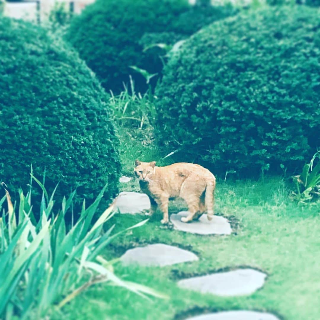 中野敬久さんのインスタグラム写真 - (中野敬久Instagram)「#猫 #ねこ#neko #cat #didyoucallme #brown」7月21日 7時59分 - hirohisanakano
