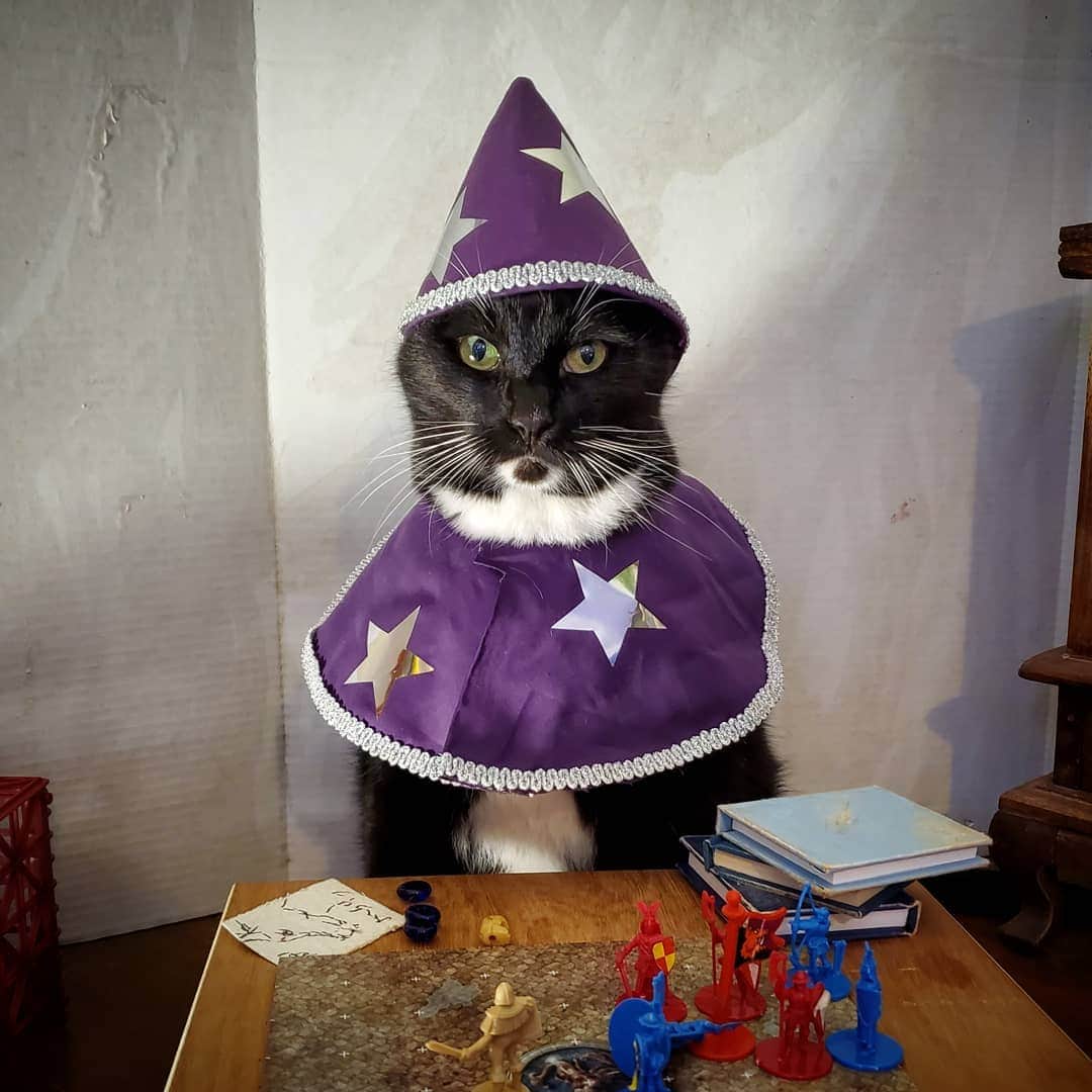 猫コスプレさんのインスタグラム写真 - (猫コスプレInstagram)「Meow can we play D&D?  #StrangerThings #DnD #Caturday . . . . . . . . . #catcostume #catcosplay #cosplay #catsinclothes #WillTheWise #willbyers #wizard #DungeonsandDragons #humor #funnycats #cats #CatModel #catoftheday」7月21日 2時48分 - cat_cosplay