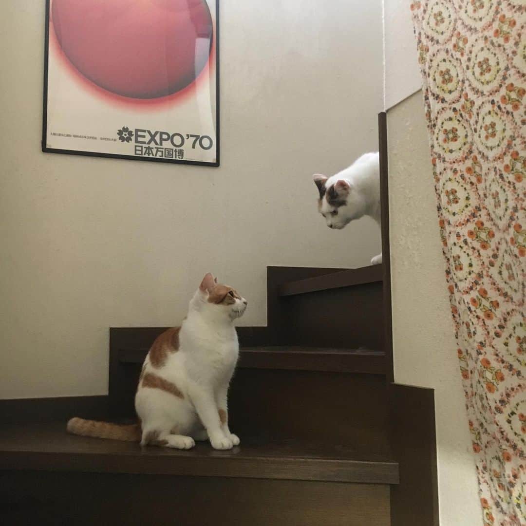 Kachimo Yoshimatsuさんのインスタグラム写真 - (Kachimo YoshimatsuInstagram)「ドア解放。廊下は暑いから居間においで！ #uchinonekora #mikeko #oinari  #neko #cat #catstagram #kachimo #猫 #ねこ #うちの猫ら http://kachimo.exblog.jp」7月21日 2時59分 - kachimo