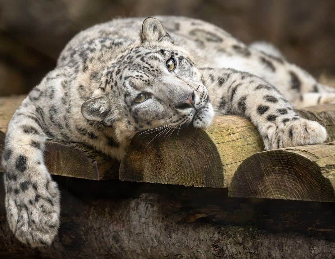 San Diego Zooさんのインスタグラム写真 - (San Diego ZooInstagram)「😴 #lazycaturday #takeitsnow #prettypenny #snowleopardsofinstagram #sandiegozoo 📷: Penny Hyde」7月21日 3時01分 - sandiegozoo