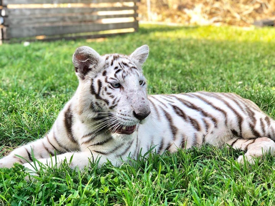 Zoological Wildlife Foundationさんのインスタグラム写真 - (Zoological Wildlife FoundationInstagram)「Our big girl Airah!😍💚🐯 #whitetiger #tiger #cub #endangeredspecies #conservation #zwfmiami #zwf」7月21日 3時29分 - zwfmiami