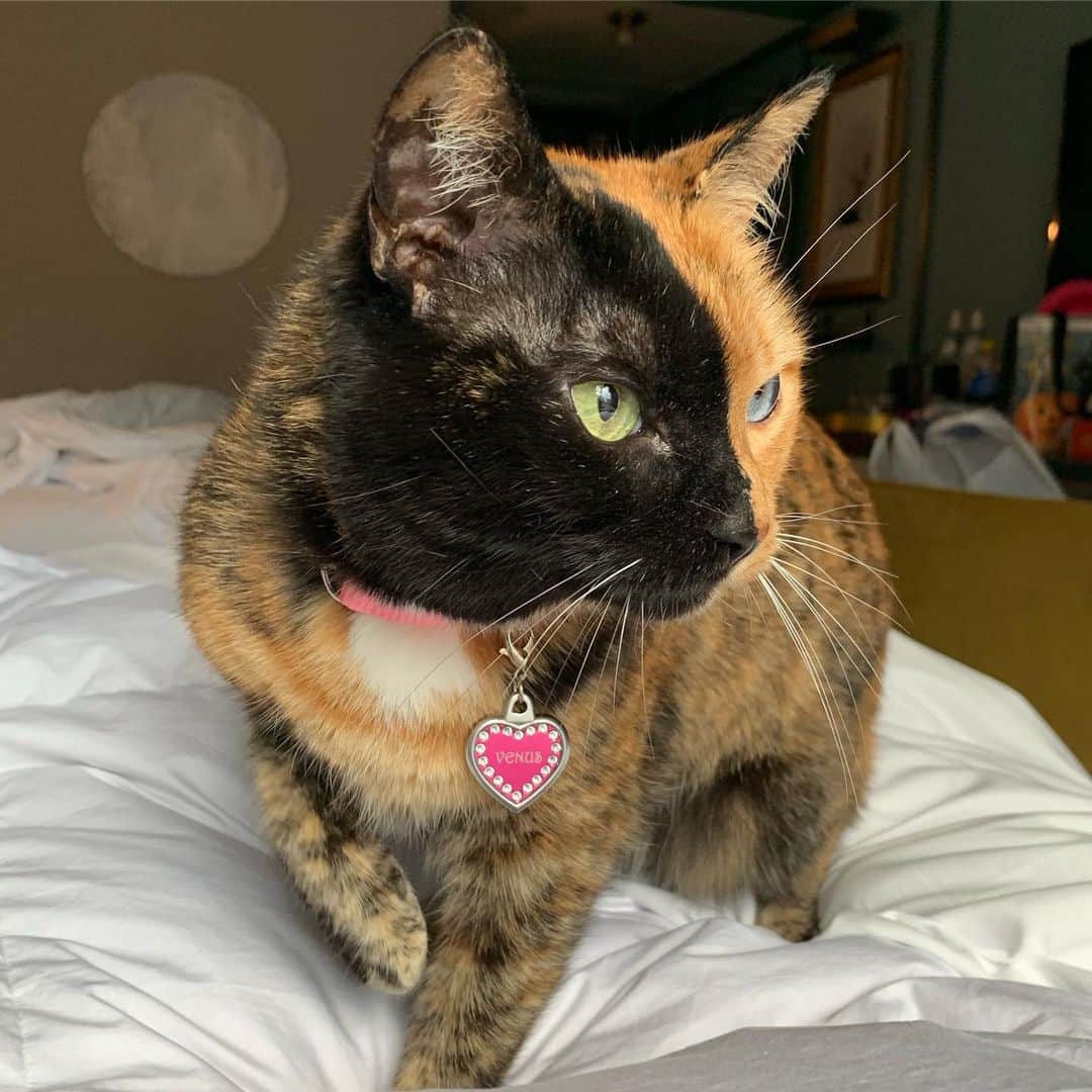Venus Cat さんのインスタグラム写真 - (Venus Cat Instagram)「What do you think I’m looking at in this pic? 💚💙」7月21日 3時29分 - venustwofacecat