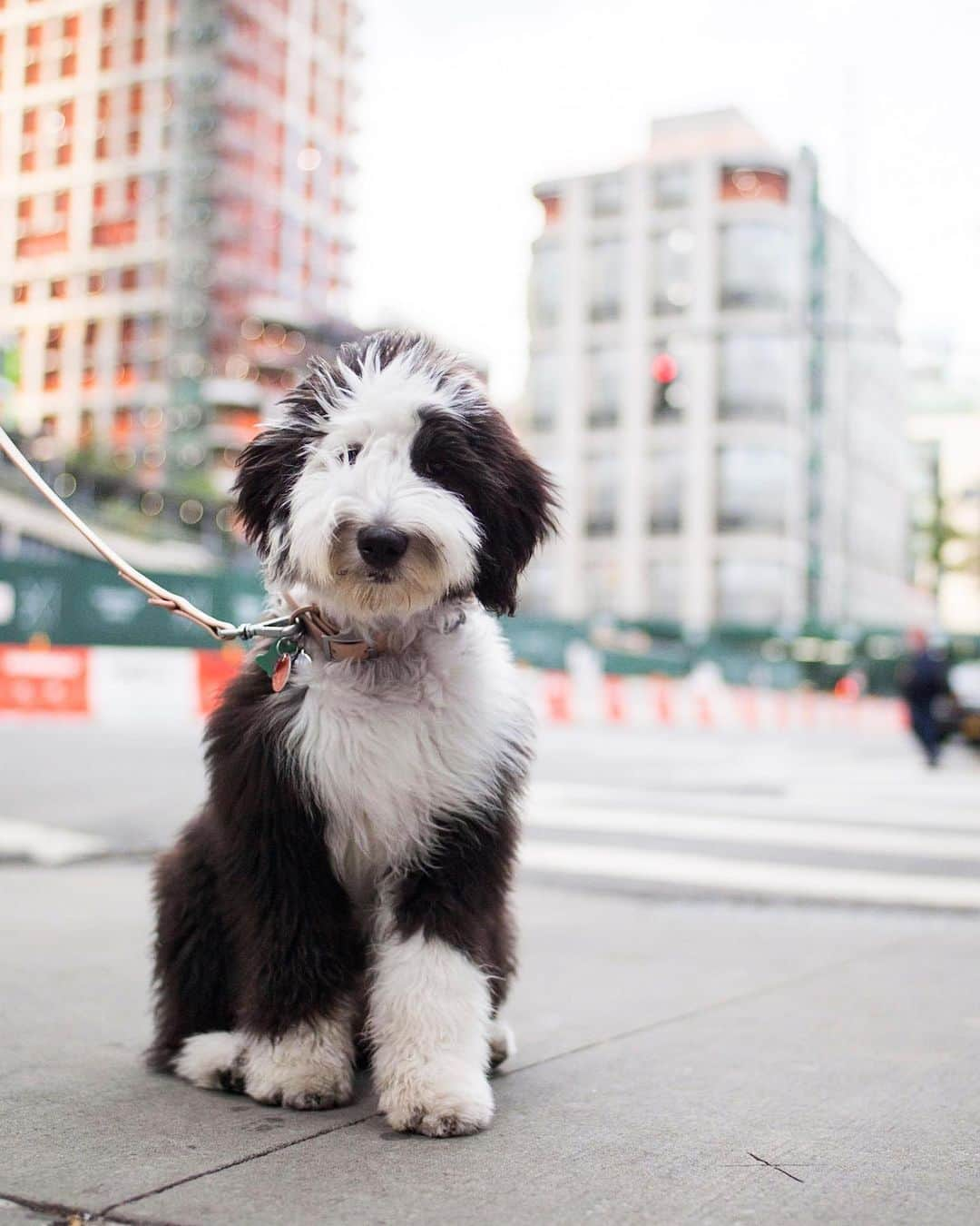 The Dogistさんのインスタグラム写真 - (The DogistInstagram)「Lupa, Sheepadoodle (5 m/o), 16th & 10th Ave., New York, NY • “She trusts strangers more than us.”」7月21日 3時36分 - thedogist