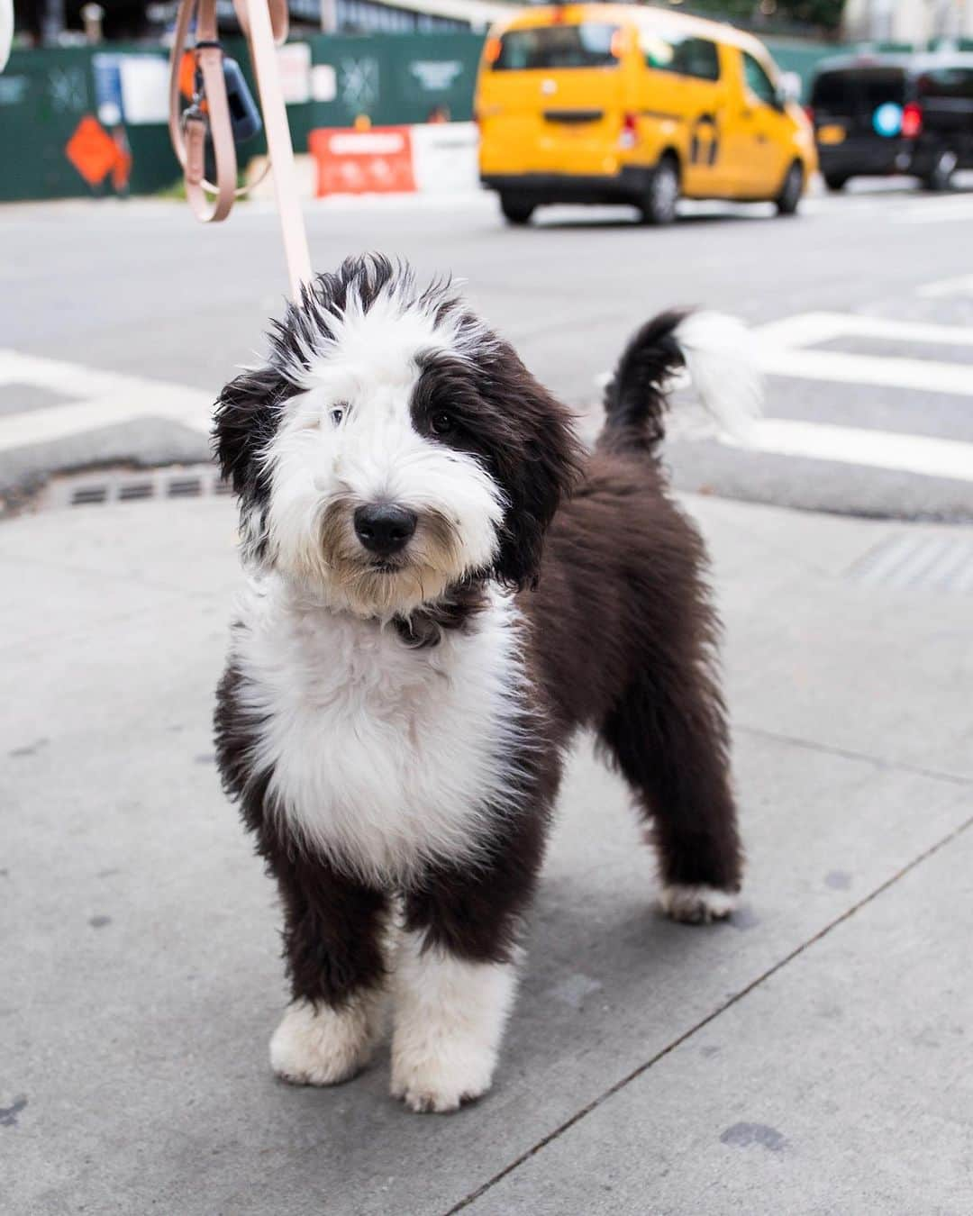 The Dogistさんのインスタグラム写真 - (The DogistInstagram)「Lupa, Sheepadoodle (5 m/o), 16th & 10th Ave., New York, NY • “She trusts strangers more than us.”」7月21日 3時36分 - thedogist