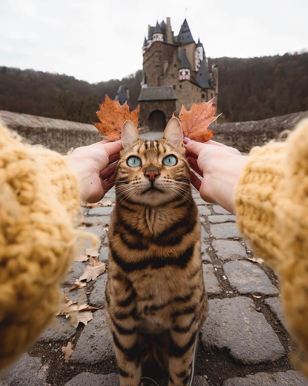 Cute Pets Dogs Catsさんのインスタグラム写真 - (Cute Pets Dogs CatsInstagram)「Do you think Suki’s application to Hogwarts will get accepted? 😸🏰 From @sukiicat  Support our page with a ❤️ 📩 Submit your cat’s photo to our contest email (below BIO) to be featured! ❤️ Notification ON 💙 #kittens_of_world and follow us to be featured 😸 #chat #neko #gato #gatto #meow #kawaii #nature #pet #animal #instacat #instapet #mycat #catlover #meow #kittycat #catinstagram #catsclub #cats_of_instagram #kitty #ilovemycat #caturday #catsofig #thedailykitten #bestmeow #excellent_cats」7月21日 3時44分 - dailycatclub