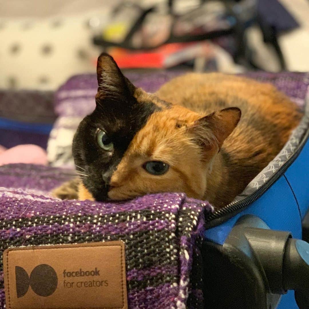 Venus Cat さんのインスタグラム写真 - (Venus Cat Instagram)「....cont from yesterday’s vid on @venusandfamily .... Tomorrow will be a week since we came home from @vidcon. Today (Saturday), is another day that Mom will not be able to finish unpacking! 😹😹 Follow us on @venusandfamily for more on this and other shenanigans from all 4 of us cats and Halo too! ❤️ #catlife #catmomlife #weeklyfluff」7月21日 3時57分 - venustwofacecat