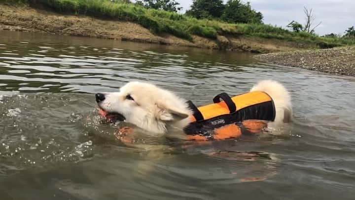 Winston the White Corgiのインスタグラム