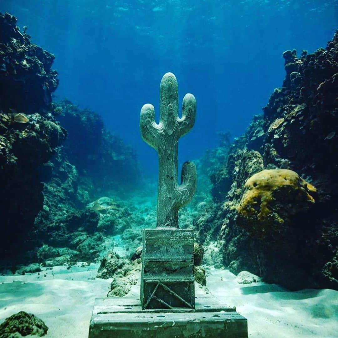 ZOO Magazineさんのインスタグラム写真 - (ZOO MagazineInstagram)「How Art can support Nature; Sculptures of Claudia Comte in the sea of Jamaica, on which corals can grow. To create awareness about the ocean and it’s ecosystem. Great project! #claudiacomte #sculpturepark #underwater #jamaica #cactus #corals #oceanconversation #alligatorheadfoundation #art #zoomagazine #zoolovesart」7月21日 4時20分 - zoomagazine