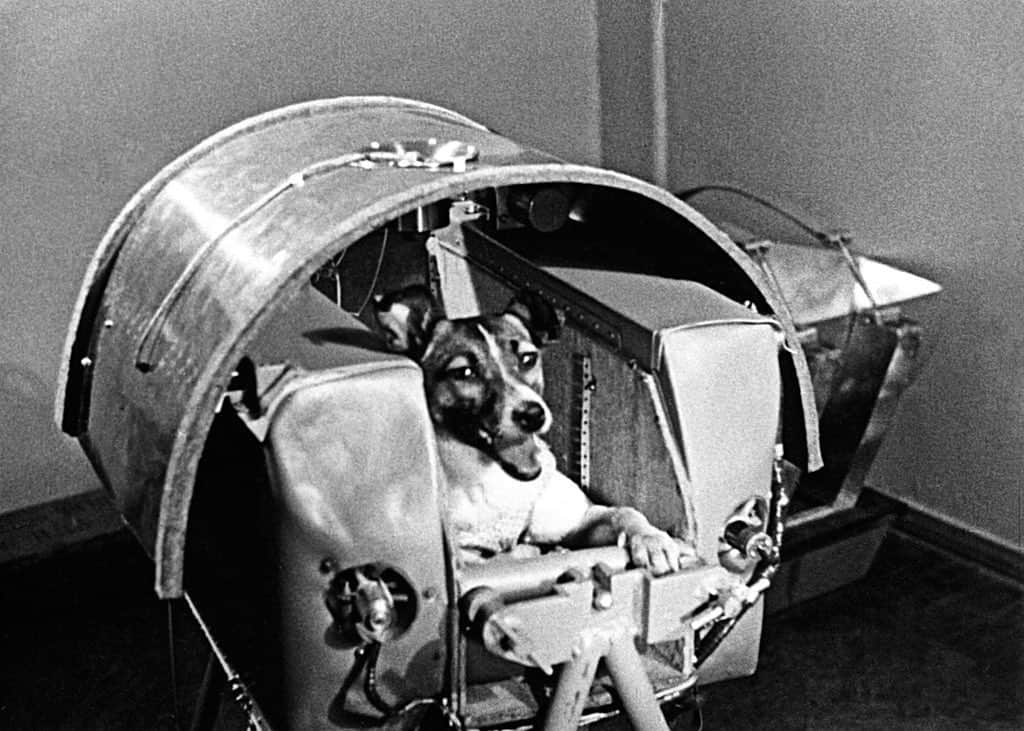 The New Yorkerさんのインスタグラム写真 - (The New YorkerInstagram)「Fifty years after the lunar landing, as we contemplate colonizing remote planets and reaching distant stars, the legend and legacy of the Soviet space dog Laika ought to give us pause. Tap the link in our bio to read about the fate of the canine cosmonaut who blazed the path to the moon. Photograph by Sputnik / Alamy.」7月21日 5時03分 - newyorkermag