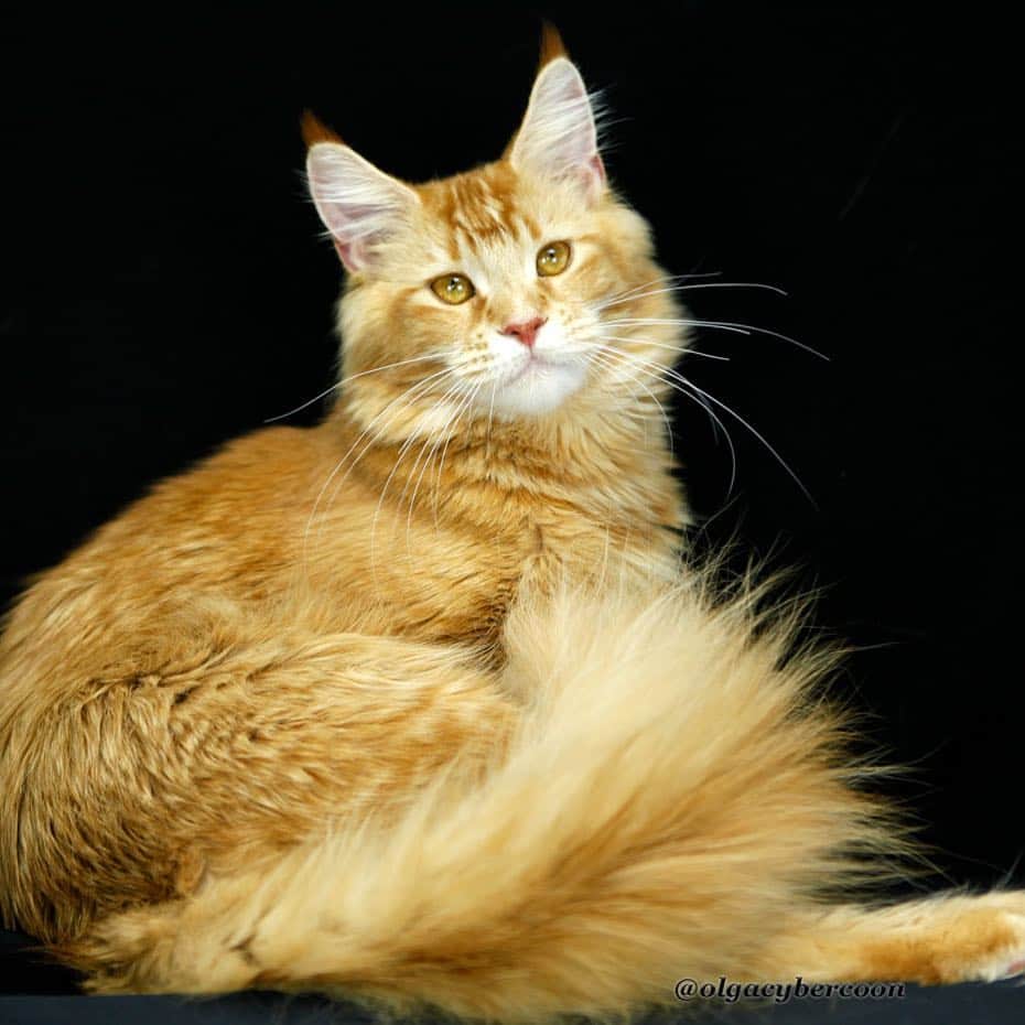 МейнКун MaineCoon Питомникのインスタグラム：「Великолепная красавица❤️🐾😻 очень ласковая и умная🤗👍🏻 Gorgeous girl❤️very beautiful and sweet👍🏻🤗🐾😻」