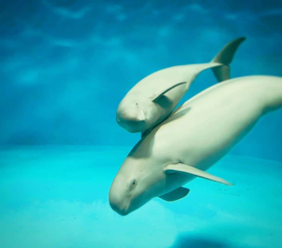 YOICHIのインスタグラム：「小型イルカのスナメリ親子。ずーっとスリスリして泳いでる。癒される〜🐬🐬 #スナメリ #イルカ #親子 #カメラ目線 #可愛い #仲良し #愛 #親 # #赤ちゃん #広島 #水族館 #厳島神社 #宮島水族館 #癒し #小型イルカ #dolphin #neophocaenaphocaenoides #neophocacinerea」