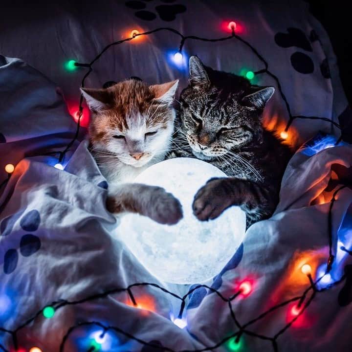 のインスタグラム：「Sweet dreams⠀ ⠀ 📹@felicefelines⠀ ⠀ #meowed #felicefelines #tabby #🇳🇱 #felicityberkleef #neroandtommie #moonlight」