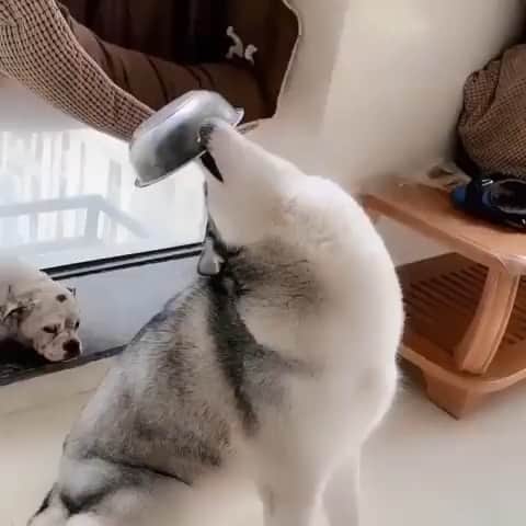 husky and malamuteのインスタグラム：「E....broken？？ follow @alaskandaily （Twitter：alaskandaily）for more cute pic and video.😜 ……………………………………………………………… Each video was approved by the original author. But  don't have a Instagram account. We are first one post those video. So watermark credit @alaskandaily ……………………………………………………………… #alaskan#malamute#alaskanmalamute#alaskanhusky#malamutesofinstagram#puppylife#puppylove#puppydog#puppylover#dogdays#malamutepuppy#huskies#huskeypuppy#huskeiesreq#siberian#huskeiesofig#dogslife#dogsofnyc#cutedog#cutedogs#huskeypics#huskeylovers#huskygram#huskeylove#huskiesofinstagram#dogsofnyc#husky#狗」