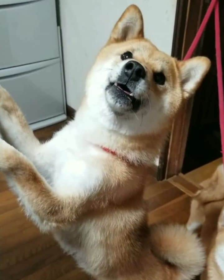 柴犬たま Shibainu Tamaのインスタグラム