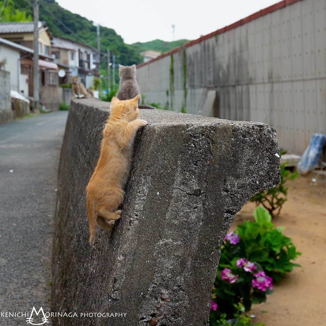 NEKOくらぶさんのインスタグラム写真 - (NEKOくらぶInstagram)「|| ピョンピョンピョーンにゃん🐱 ※簡単に登れるにゃん！ ⠀ @morikencatphoto さんの作品ですにゃ（＝ΦωΦ＝）⠀ *⠀ いいね！＆コメント大歓迎！！⠀ *⠀ #nekoclub #NEKOくらぶ #Japan #Photo #写真 #日本 #cat #ネコ #ねこ #猫 ⠀ Follow: @nekoclub_jpn⠀ *⠀ ▼【廣済堂出版共同企画】NEKOくらぶの皆さまとつくる「NEKOくらぶ写真集」、発売中♪（＝ΦωΦ＝）⠀ ※詳細は本アカウント「 @nekoclub_jpn 」のプロフィールに固定しているハイライトから」7月21日 16時00分 - nekoclub_jpn
