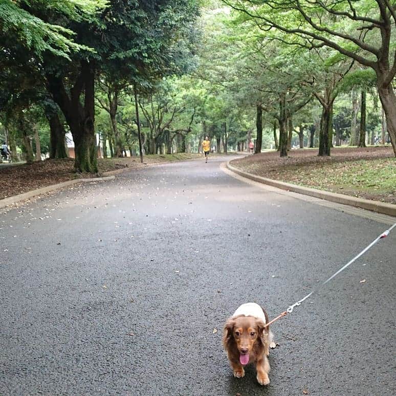 くるみんのインスタグラム：「仕事前に、代々木公園散歩 からの、anea cafeでランチ  #ミニチュアダックスフンド #ミニチュアダックスフント #ミニチュアダックス #イザベラタン #イザベラ #カニンヘンダックスフント #カニンヘン #カニンヘンダックス #カニンヘンダックスフンド #チョコタンダックス #チョコタン #ダックス多頭飼い #ダックスフント #ダックスフンドカニンヘン #ダックス#ダックスフンド #ダックス #代々木公園 #aneacafe #わんこなしでは生きていけません会 #ワンコなしでは生きて行けません会 #いぬばか部 #いぬすたぐらむ #短足部 #dachshundgram #dachshund #dogstagram #instagramdog #instadachs #kyounodachs」