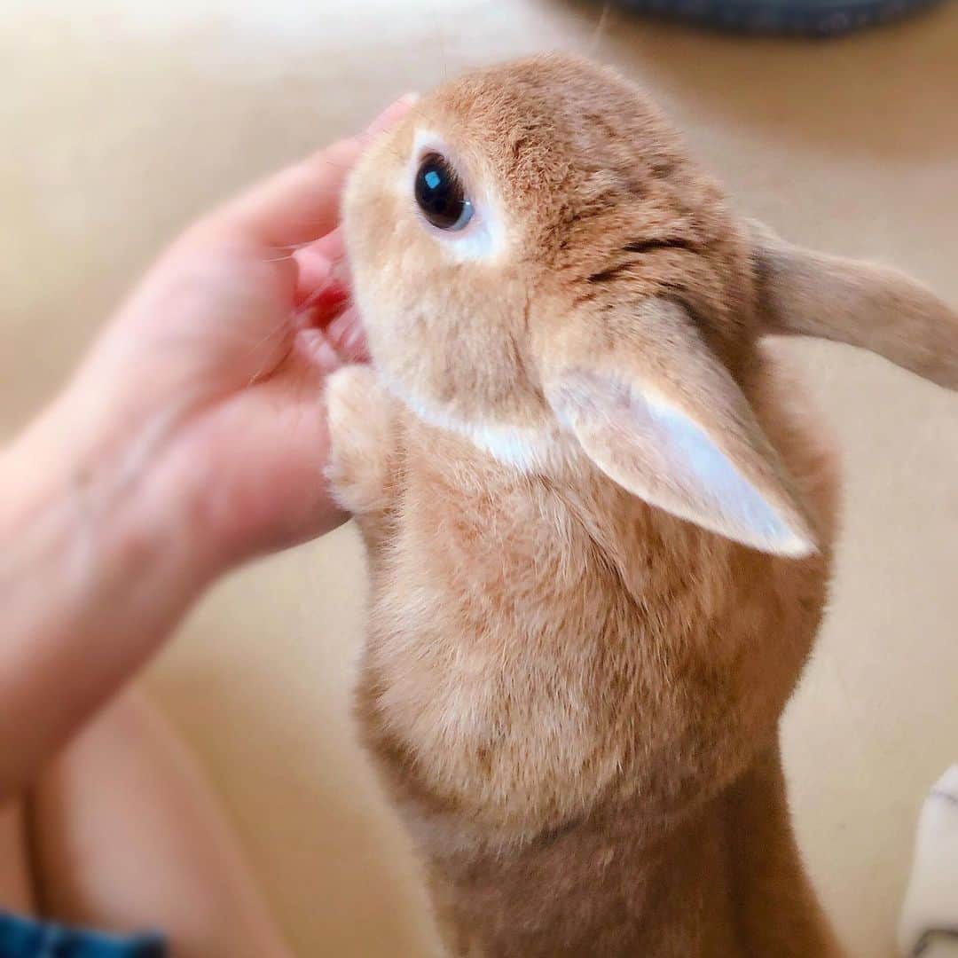 ラン?さんのインスタグラム写真 - (ラン?Instagram)「お手手の中にはキャベツ♡ おめめキラキラさせて、ムシャムシャ😋  ねぇねぇ、 もうちょっとください…ฅ( •ω• ) ☆ #うさぎ #ネザーランドドワーフ #rabbit #bunny #bunnystagram  #rabbitstagram  #cute  #かわいい #ふわもこ部  #もふもふ  #zip写真部  #アニマル写真部 #instagramjapan #netherlanddwarf #うさぎと暮らす  #うさぎのいる暮らし #癒し #kawaii #ランちゃん  2019.07.21」7月21日 16時24分 - mofumofuusako